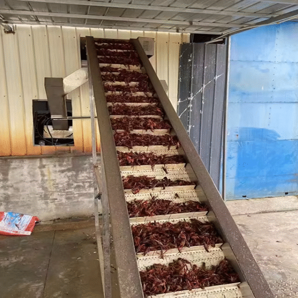 Withe Food Grade Plastic Belt Conveyor with Cleat New Belt Conveyor Elevator for Food Processing - Image 6