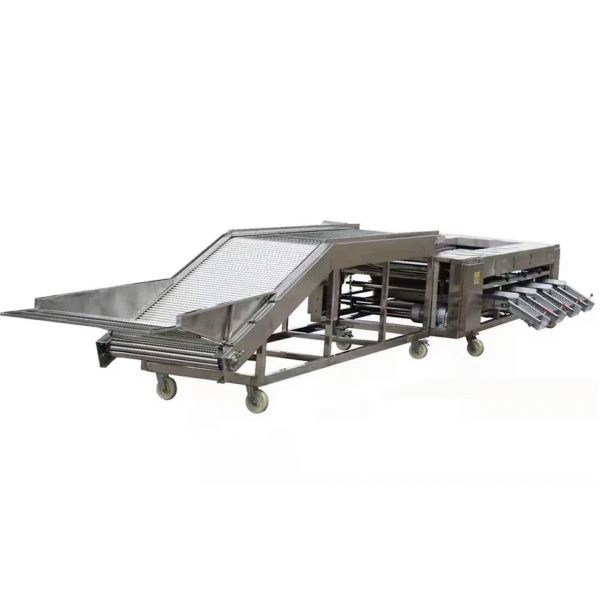 Roller Sorting Table Conveyor for Tomato Potato and Cherry Sorting Rotary apple Conveyor System Screening Blueberry Conveyor - Image 3